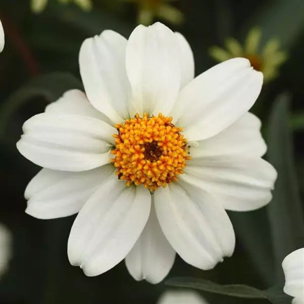 ZINNIA angustifolia White Star
