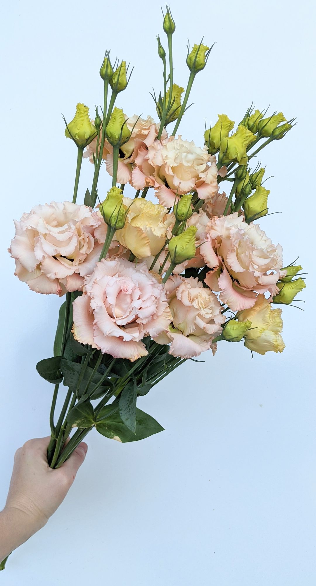 EUSTOMA grandiflorum