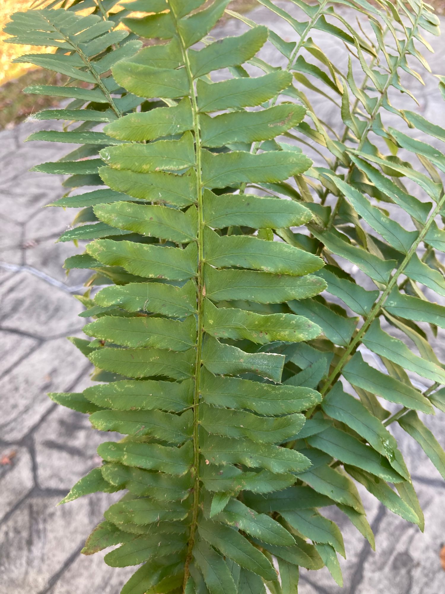 POLYSTICHUM acrostichoides