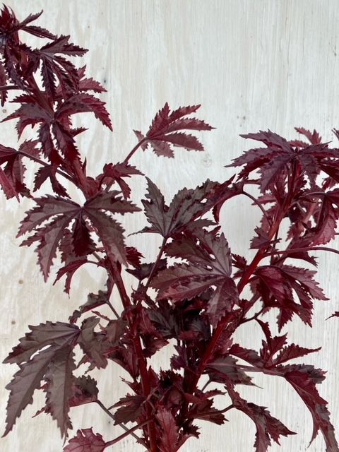 HIBISCUS acetosella