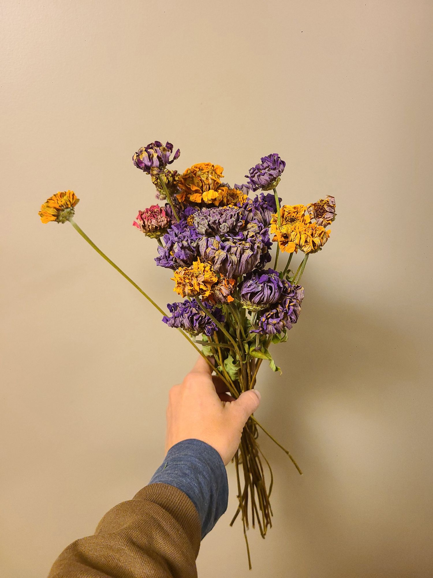 ZINNIA