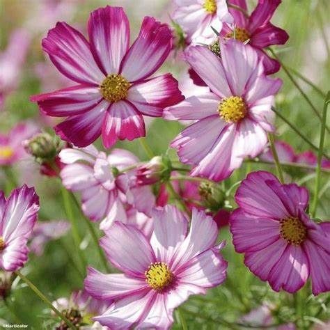 COSMOS