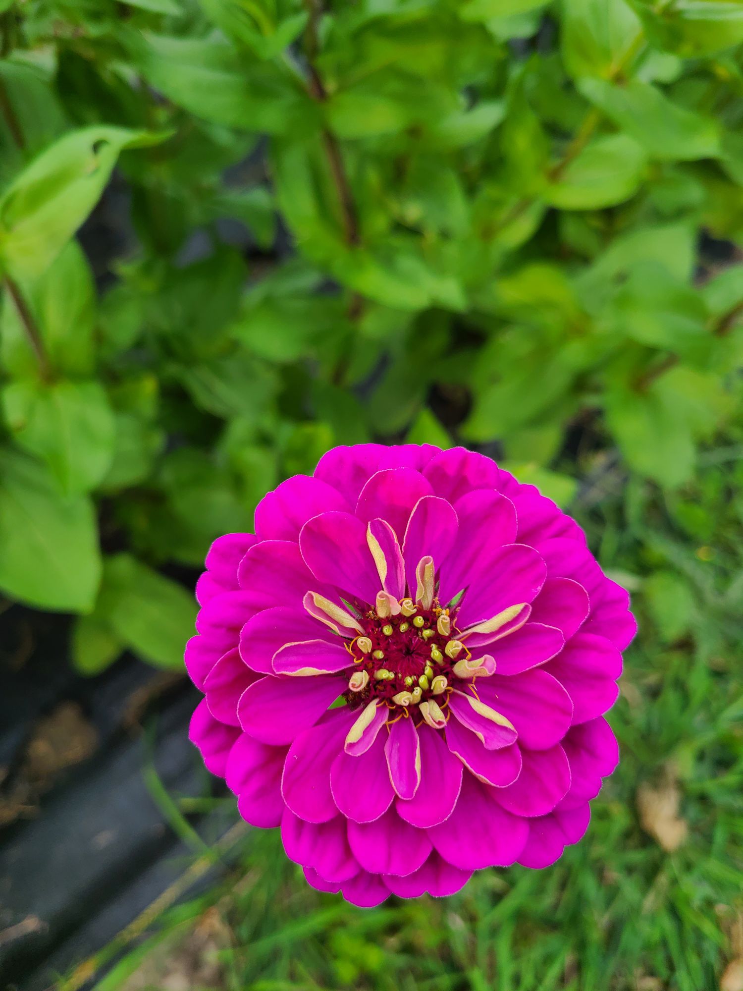 ZINNIA elegans Benarys Giant