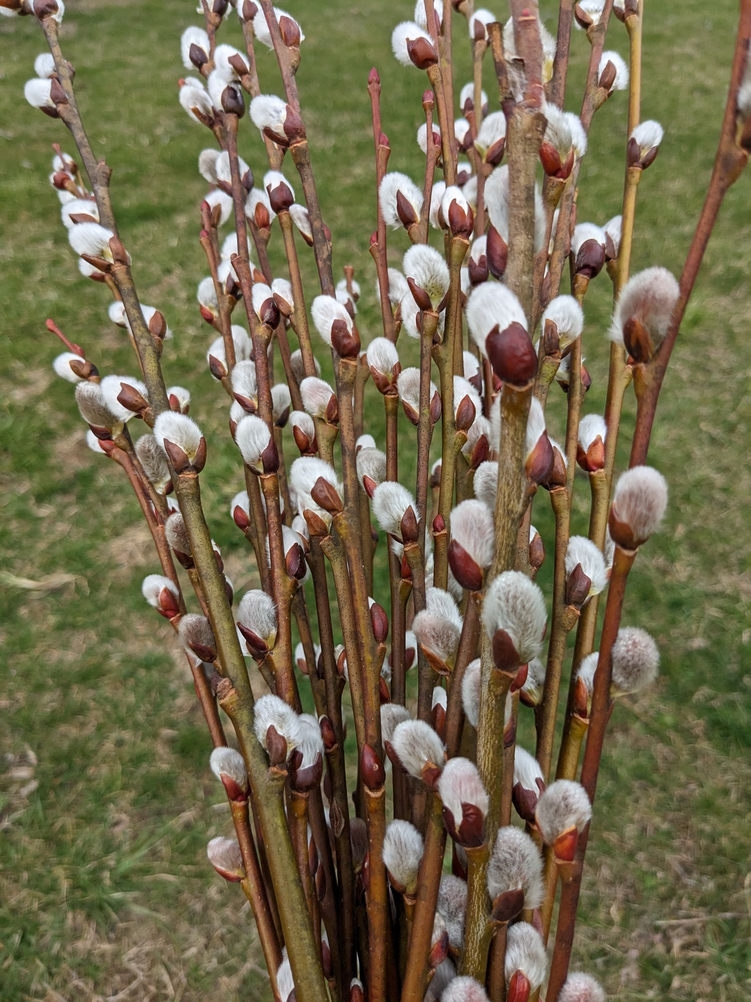 SALIX discolor