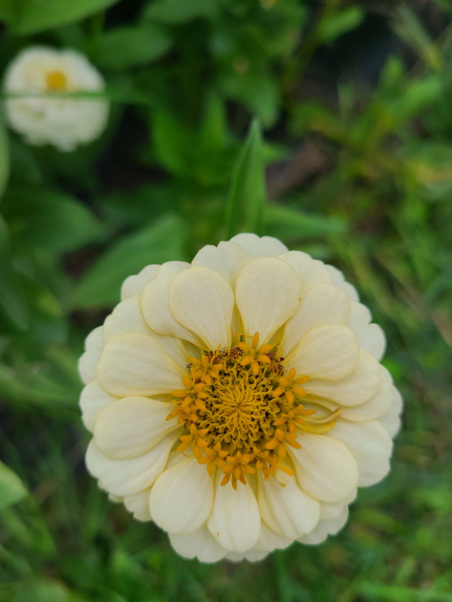 ZINNIA elegans Oklahoma Series