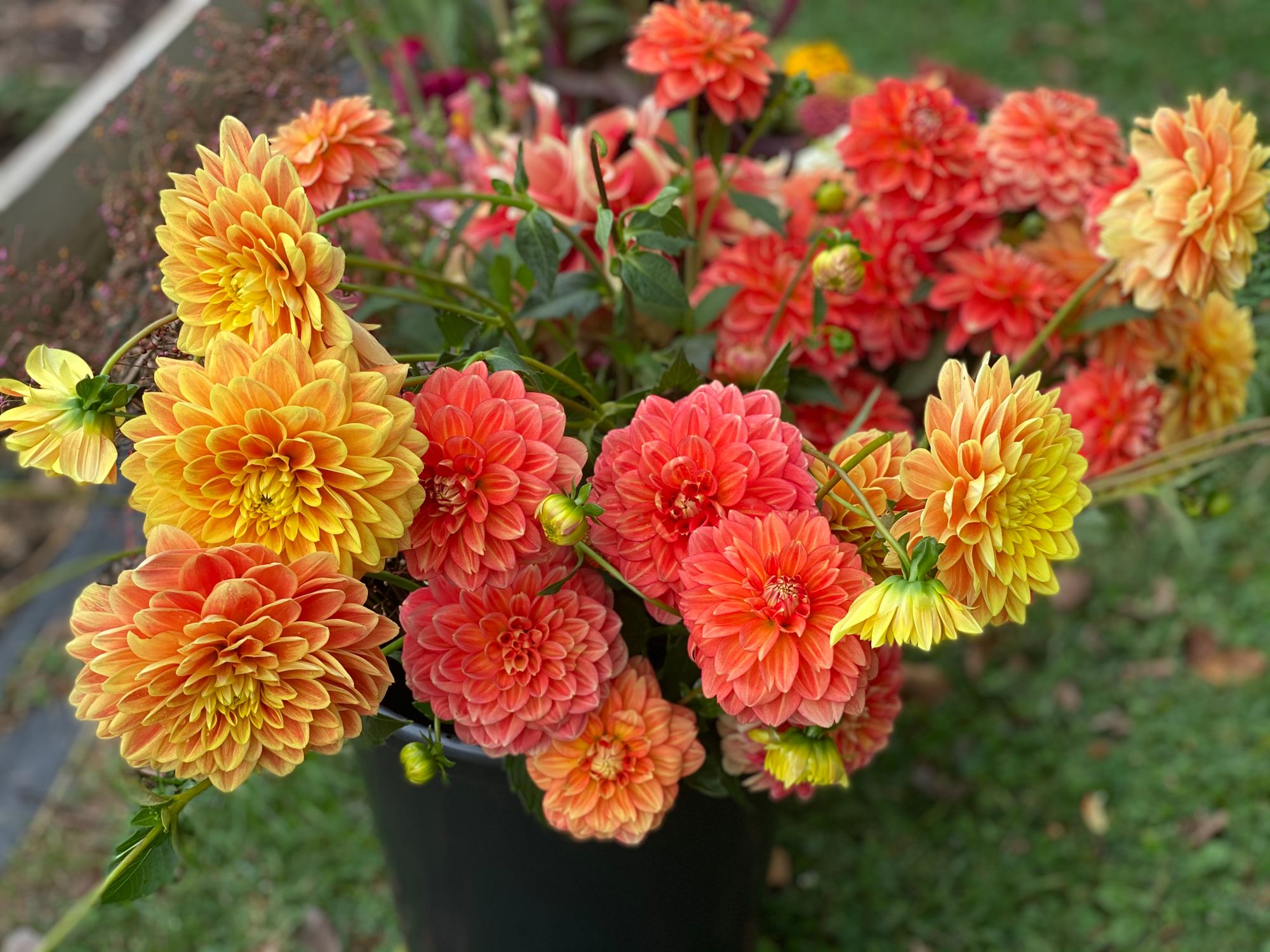 Dahlia Tuber Grab Bag