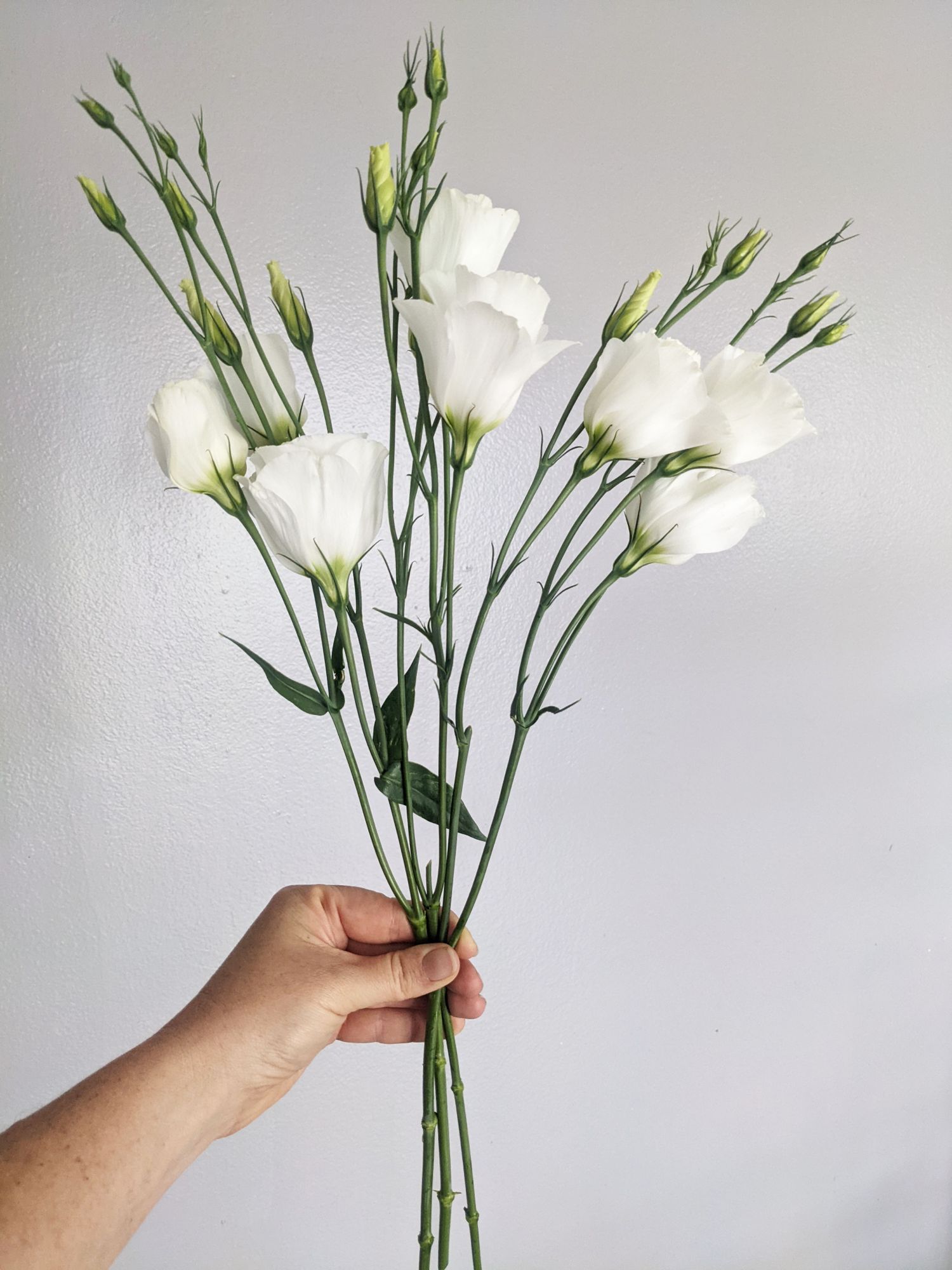 EUSTOMA grandiflorum Super Magic