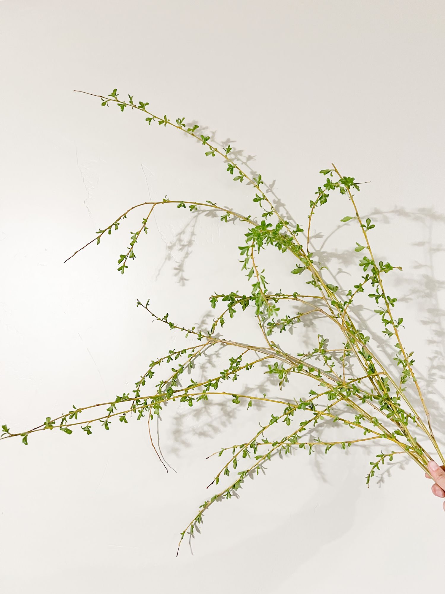 SALIX