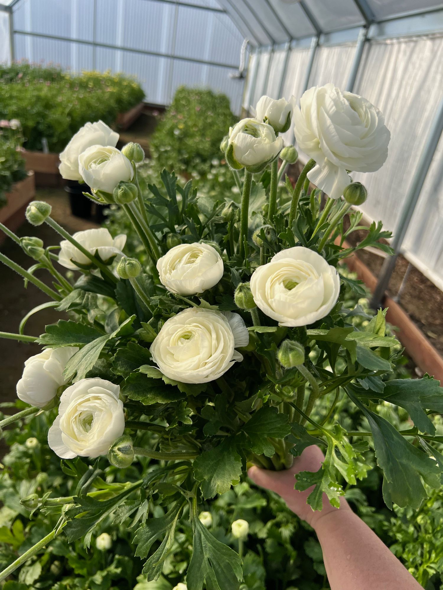 RANUNCULUS Amandine White