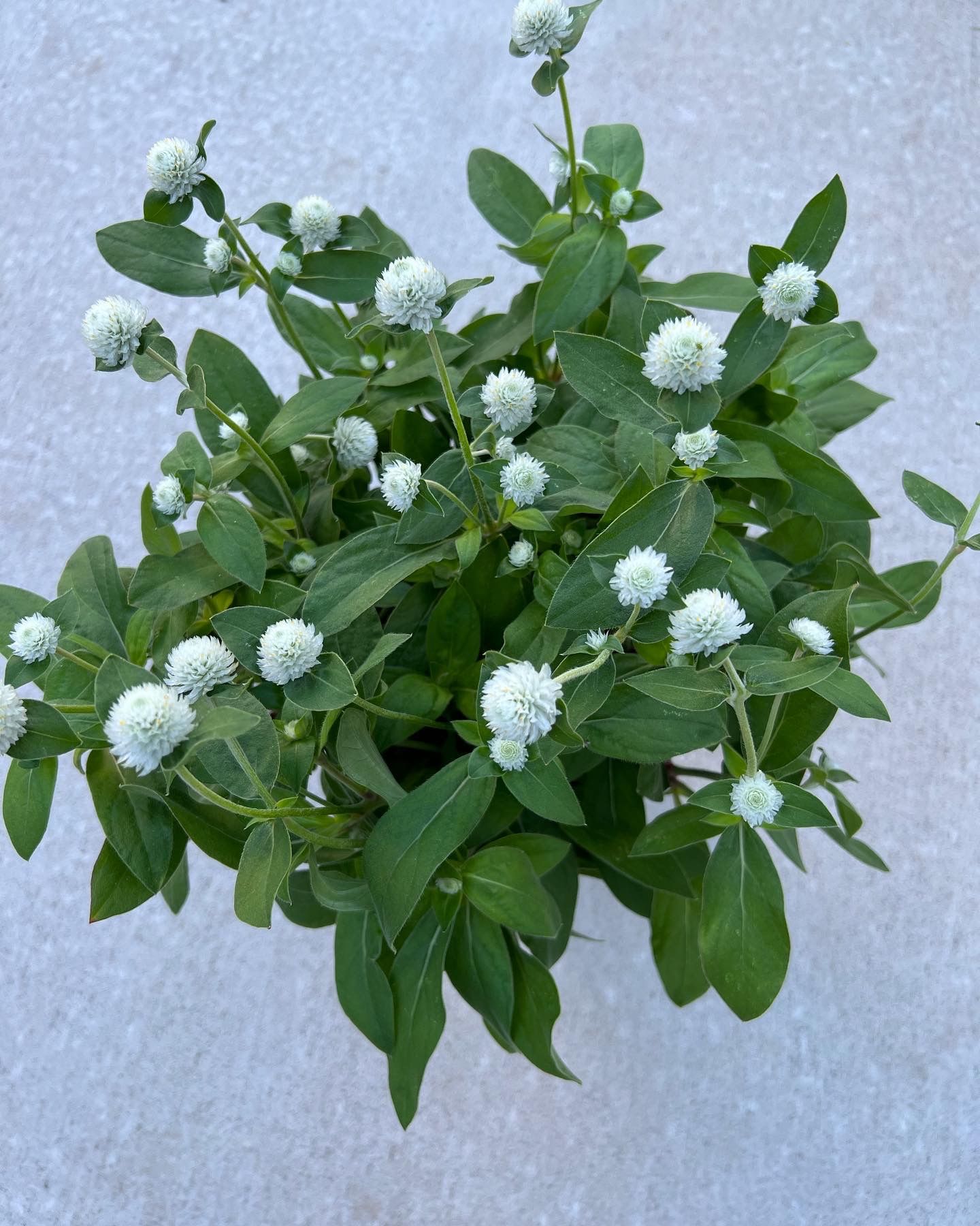 GOMPHRENA globosa Audray