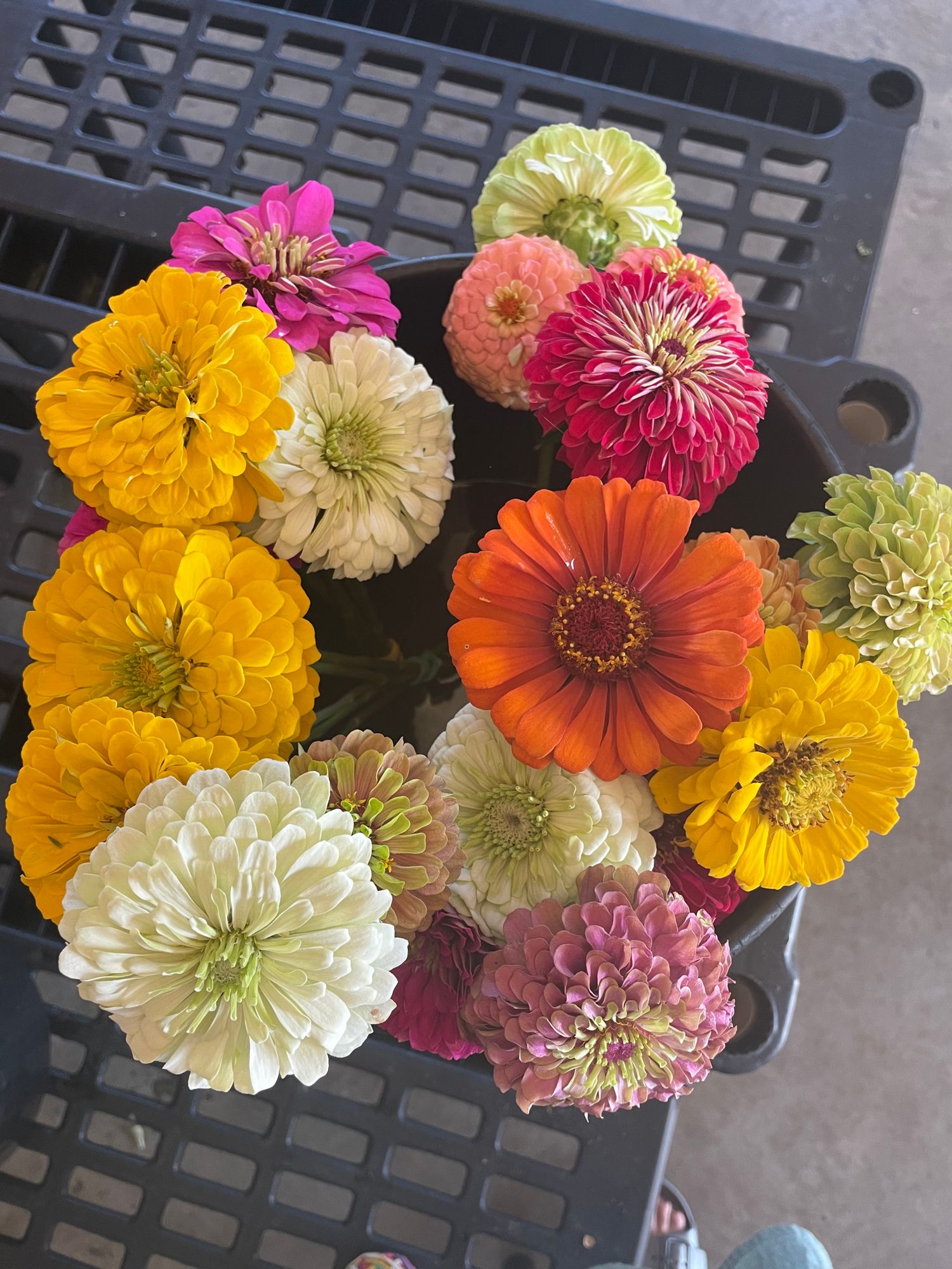 ZINNIA