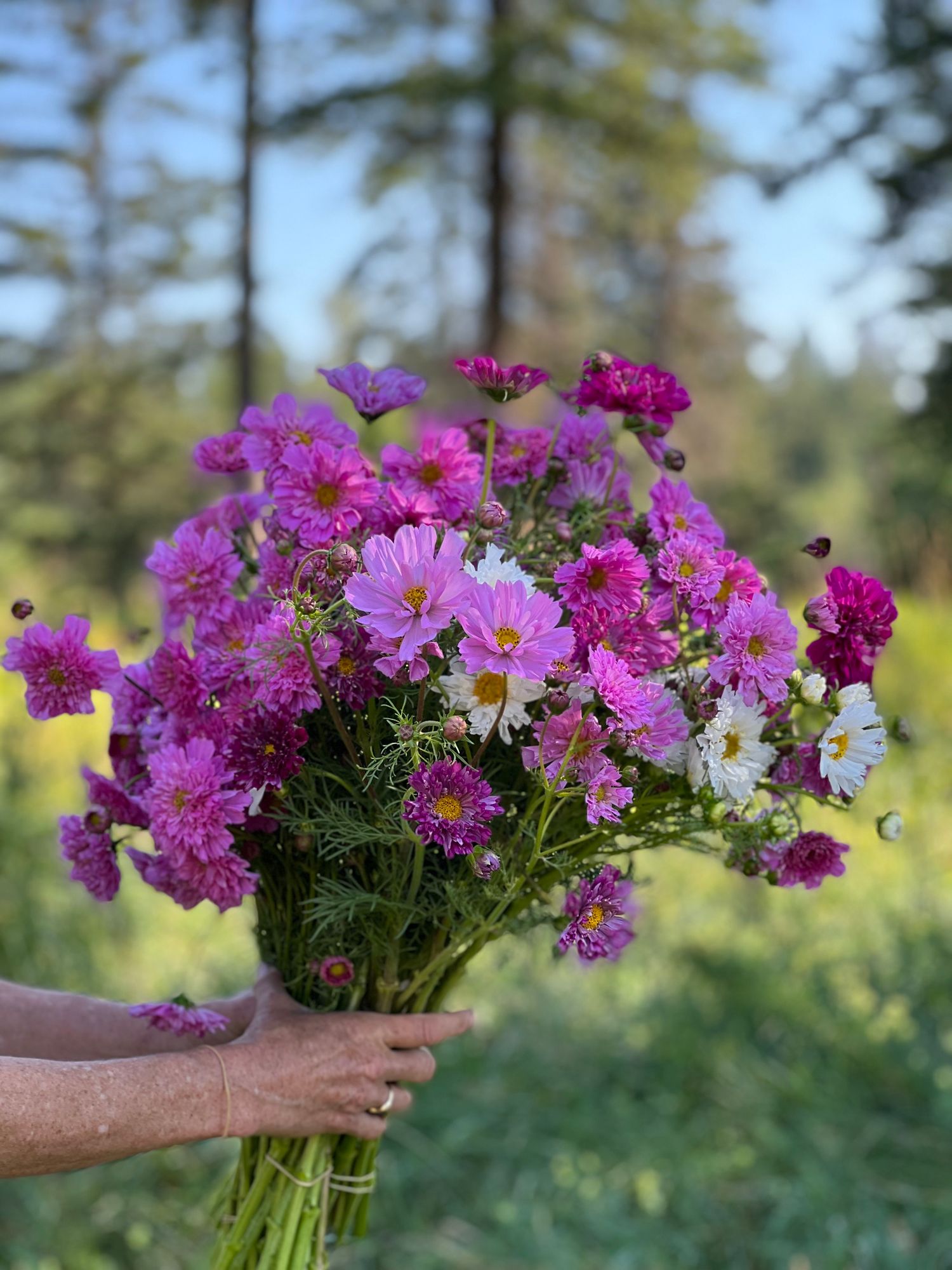 COSMOS bipinnatus Double Click