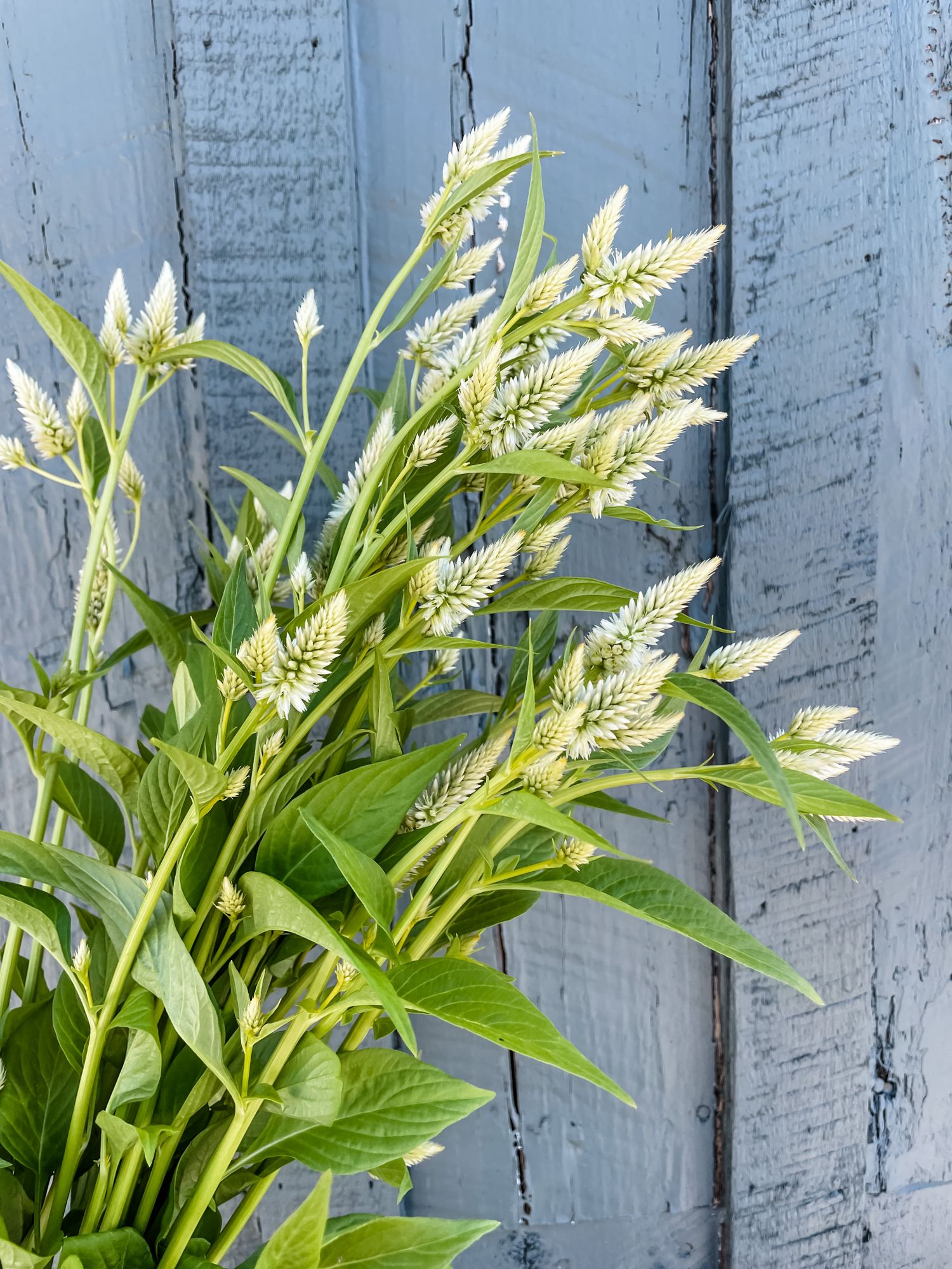 CELOSIA argentea spicata Celway White
