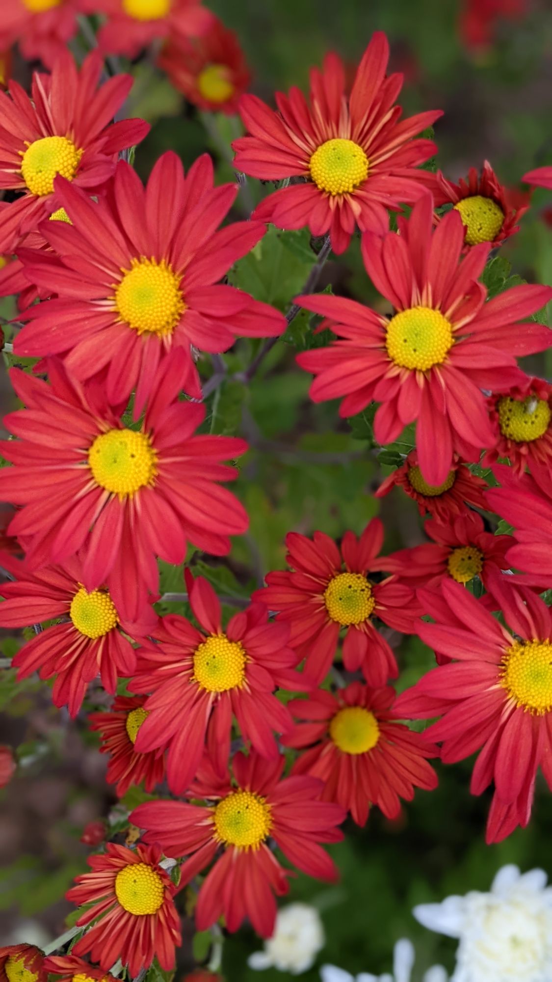 CHRYSANTHEMUM