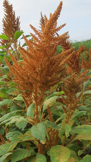 AMARANTHUS cruentus Hot Biscuits