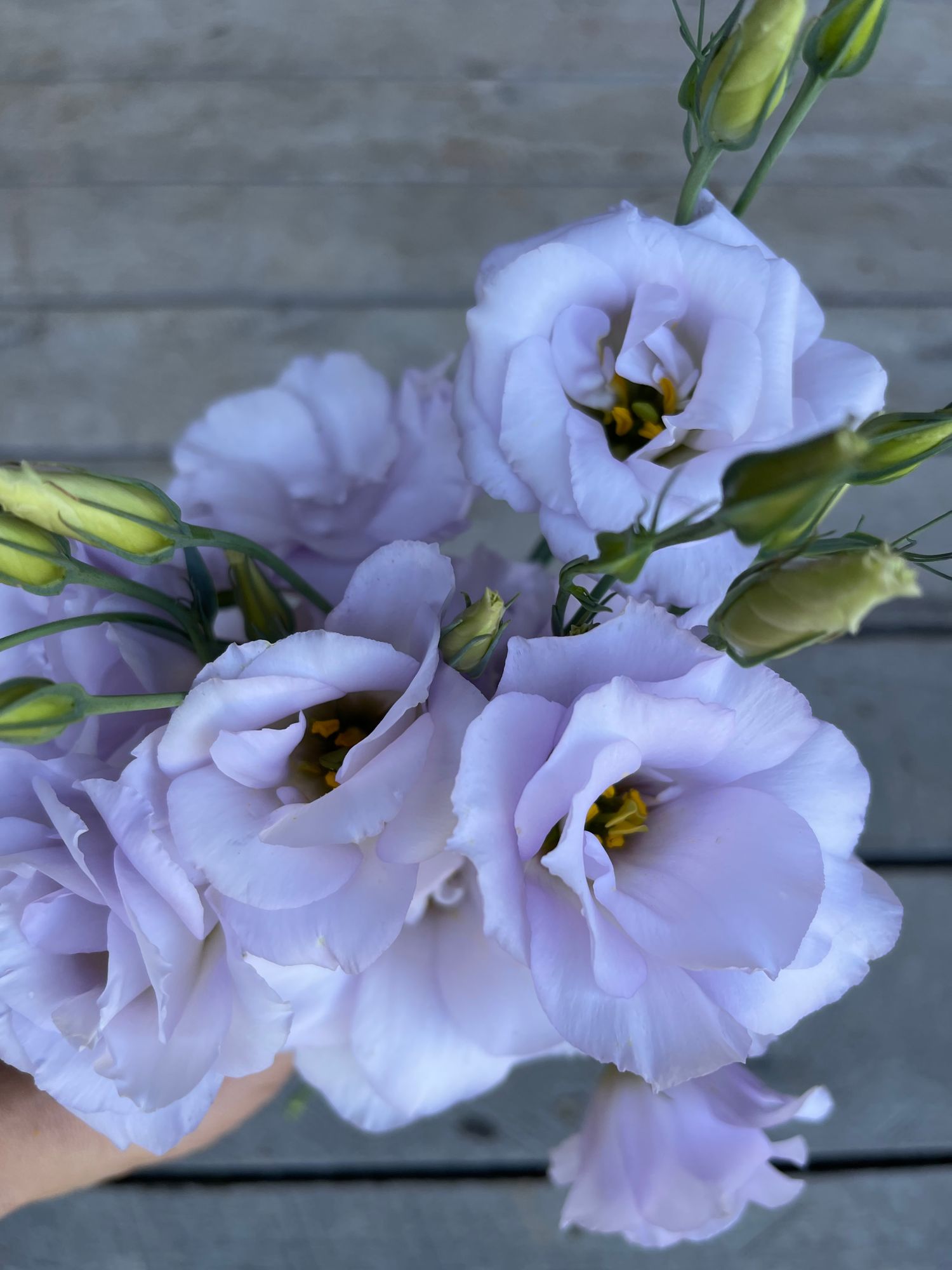 EUSTOMA grandiflorum Echo