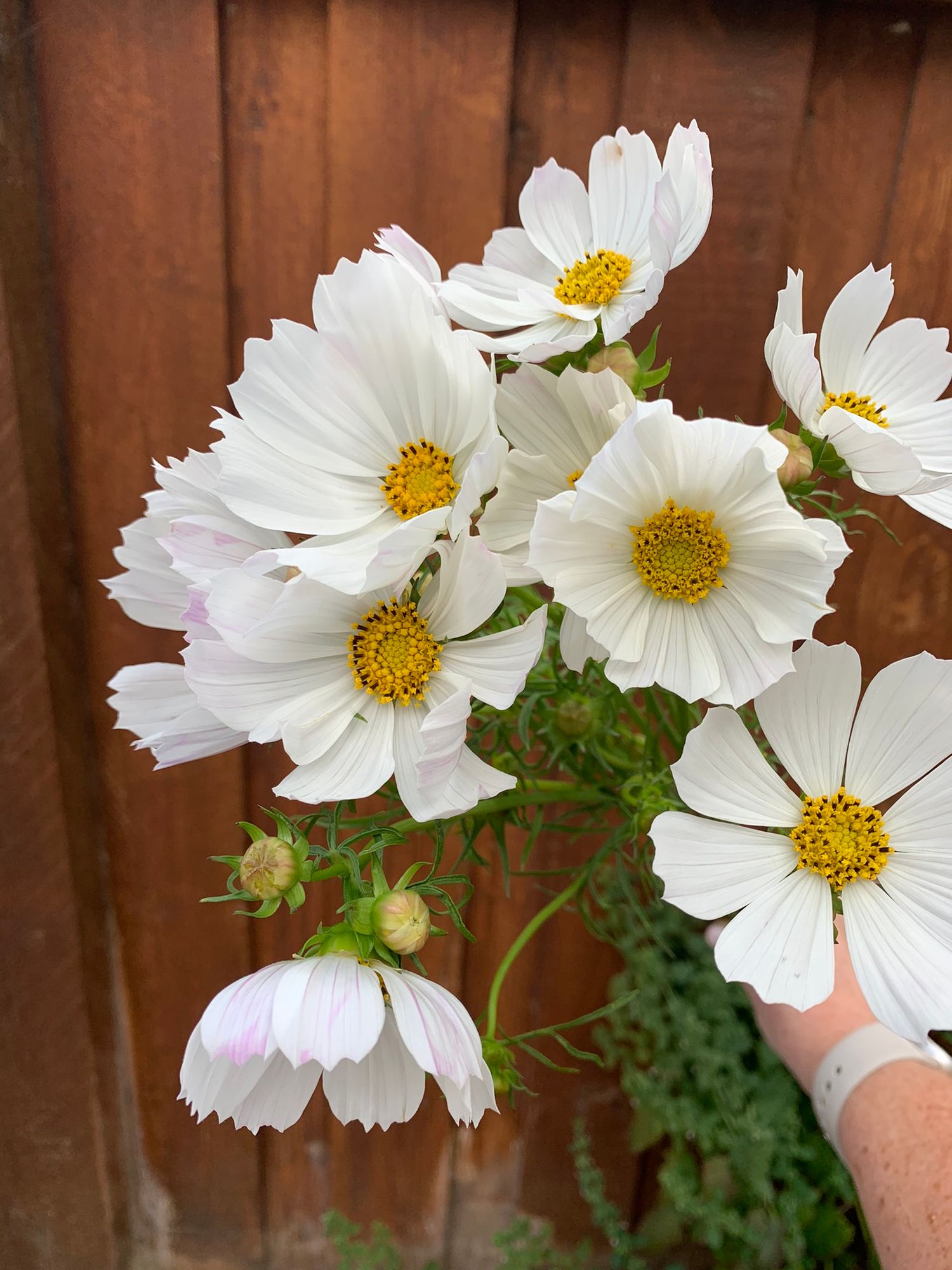 COSMOS bipinnatus Afternoon White