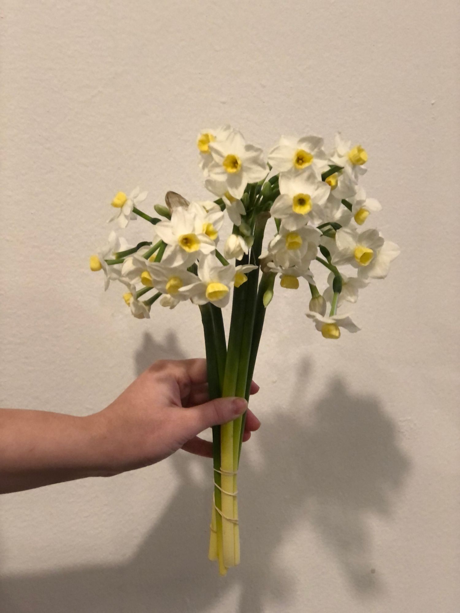 NARCISSUS Avalanche