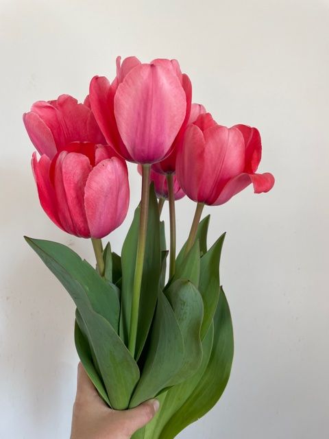 TULIPA Apricot Impression