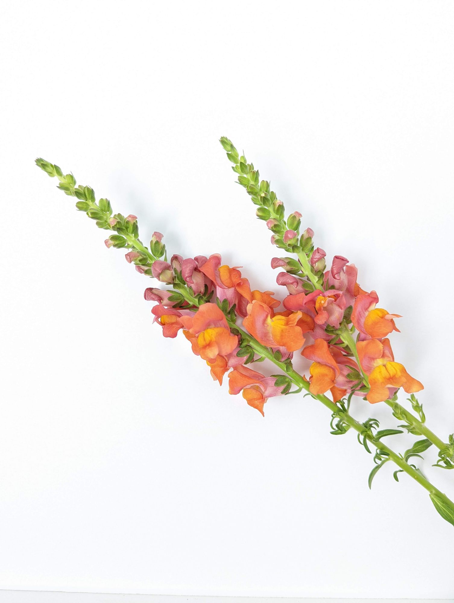 ANTIRRHINUM majus Rocket