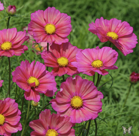 COSMOS bipinnatus Xensia