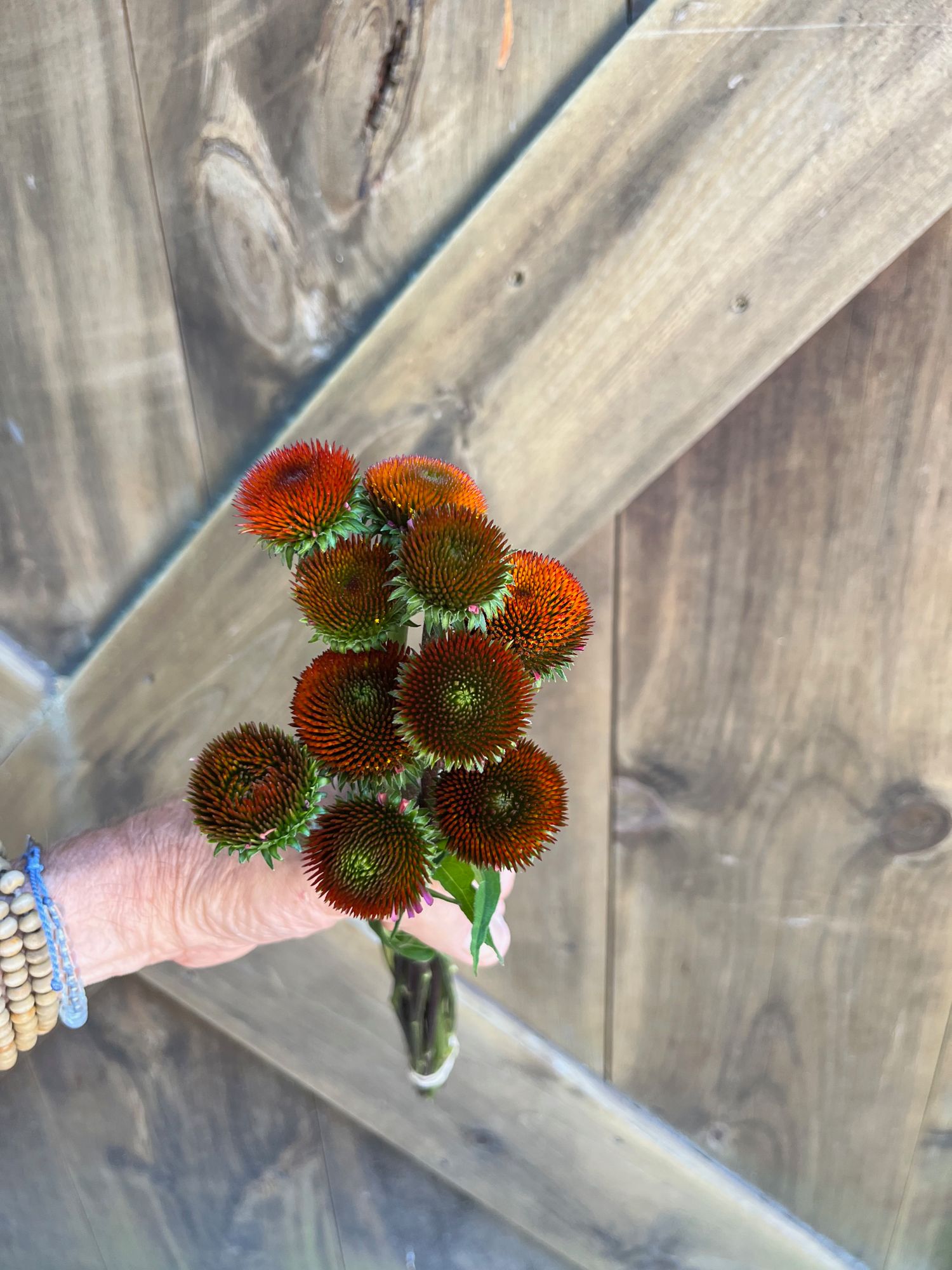 ECHINACEA angustifolia