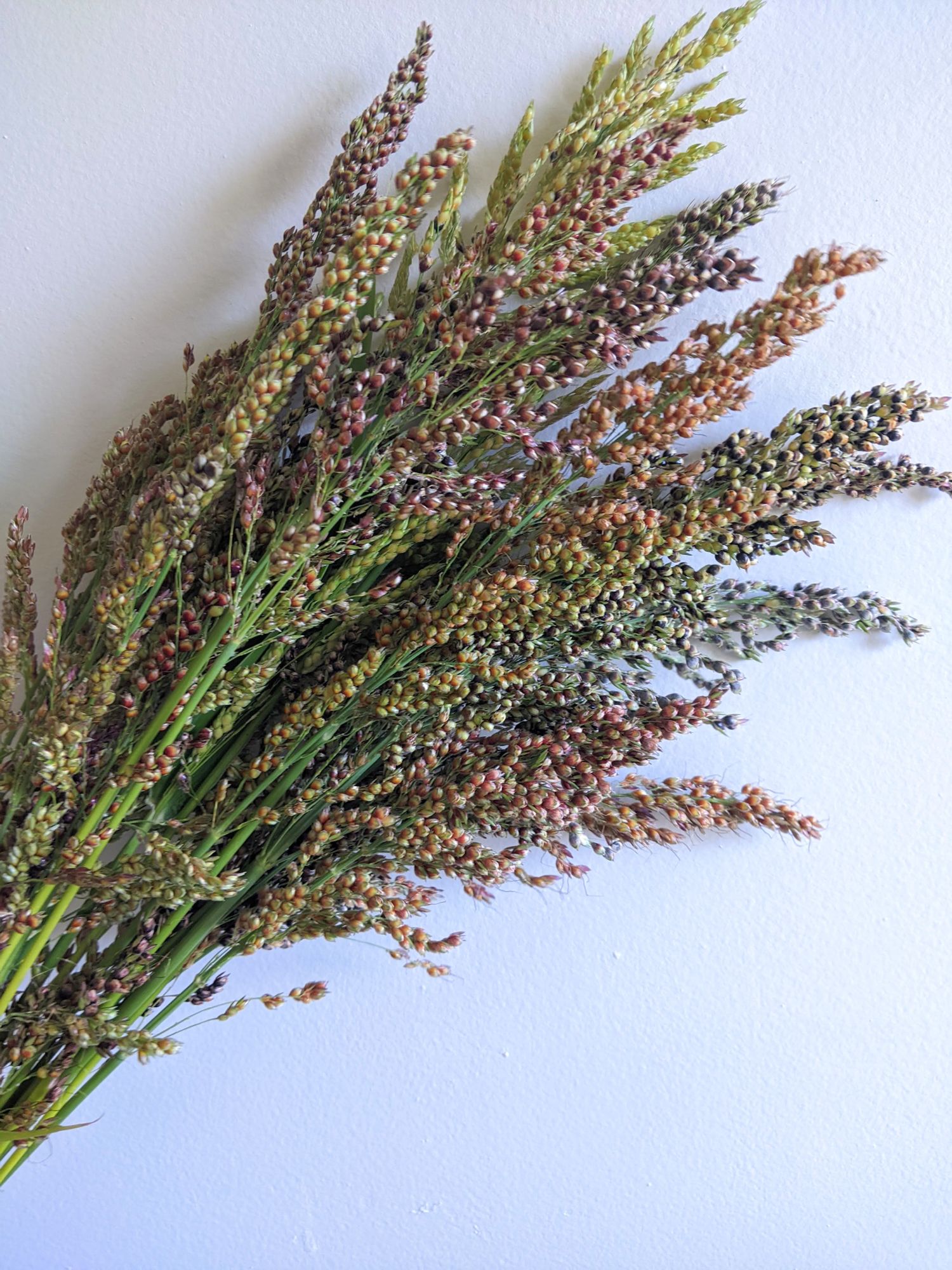 SORGHUM x drummondii