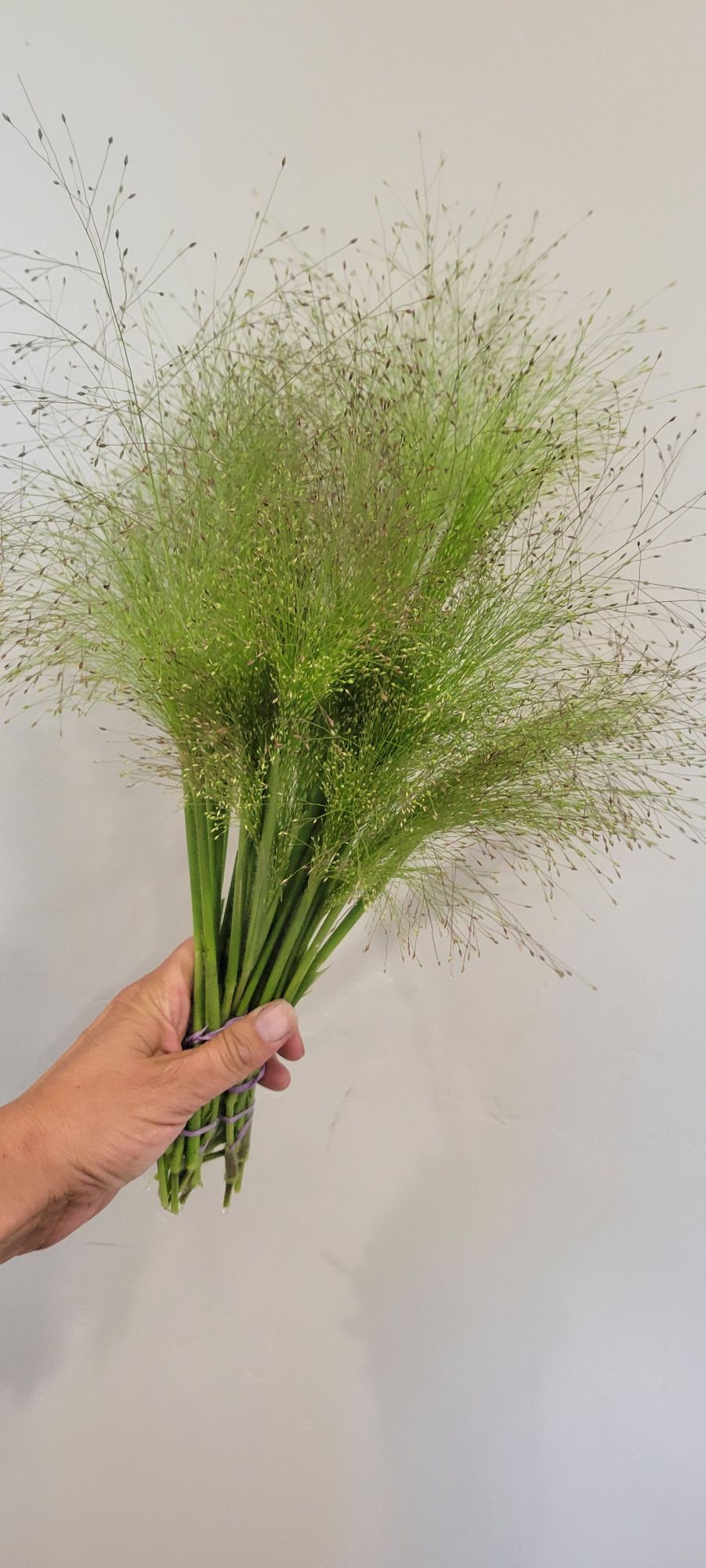 PANICUM elegans