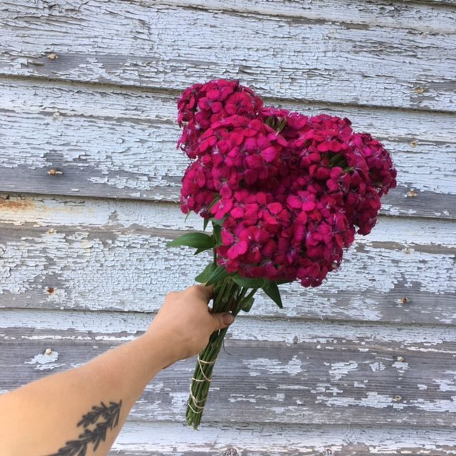 DIANTHUS barbatus Amazon