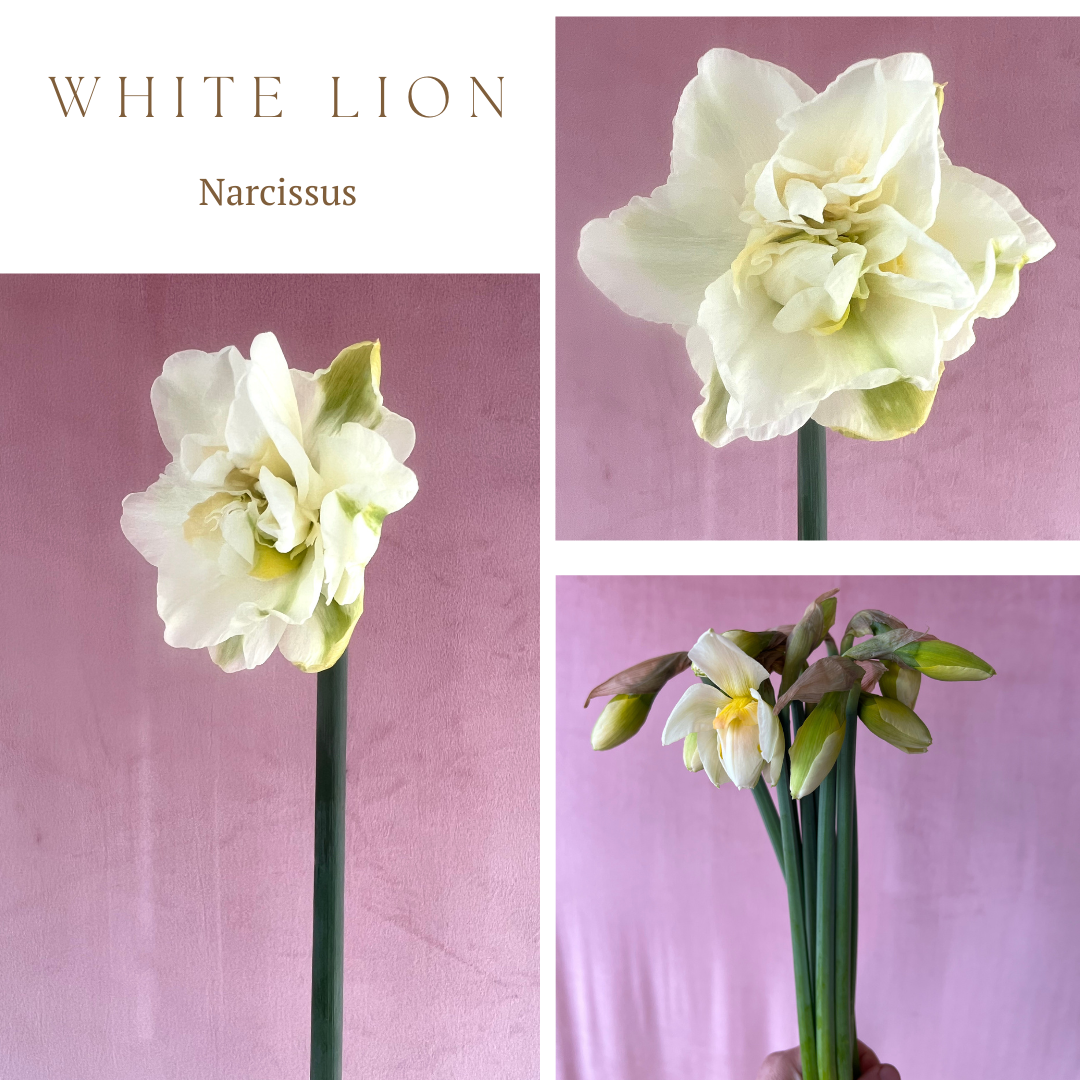 NARCISSUS White Lion