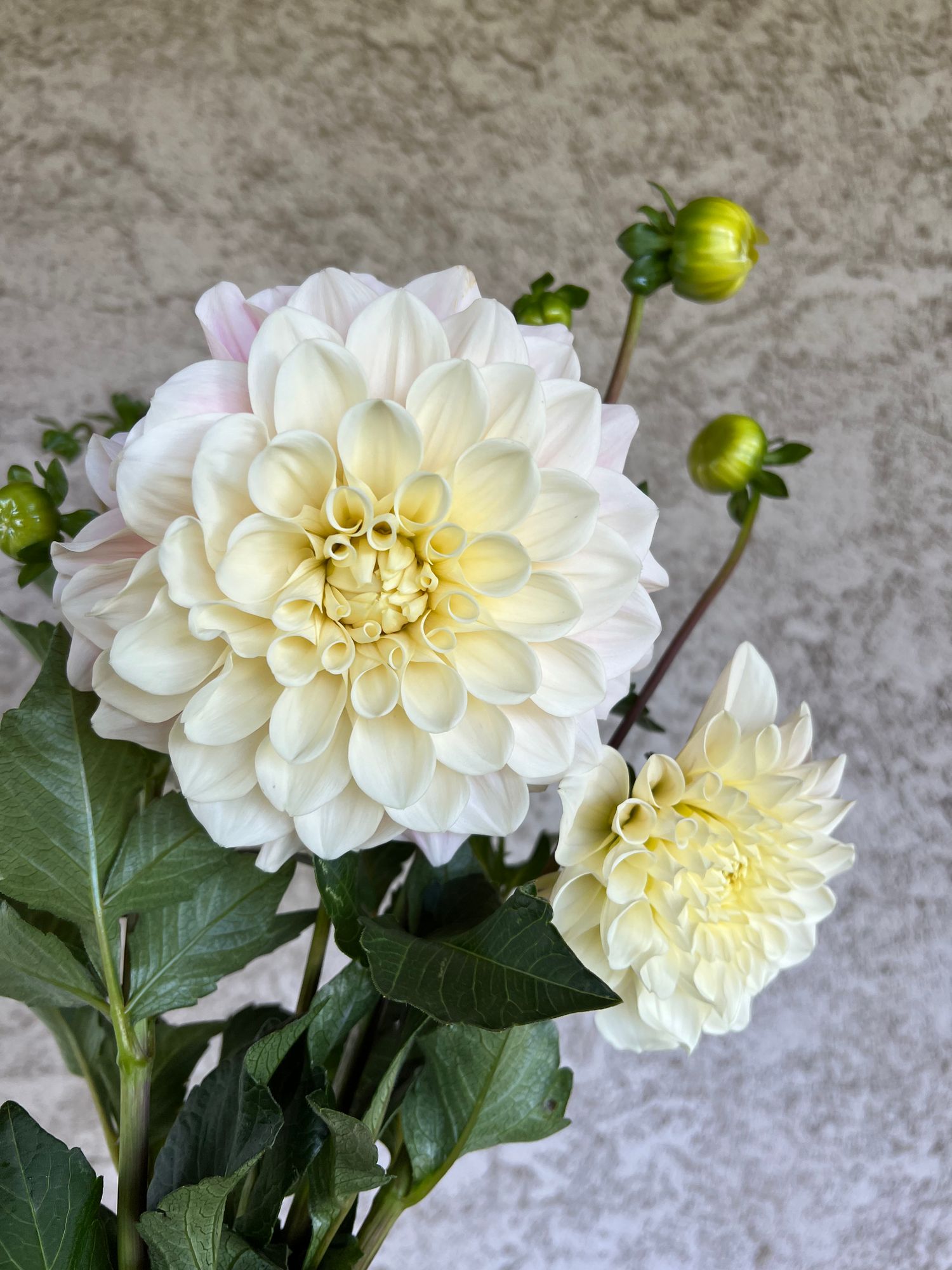 DAHLIA Sweet Nathalie