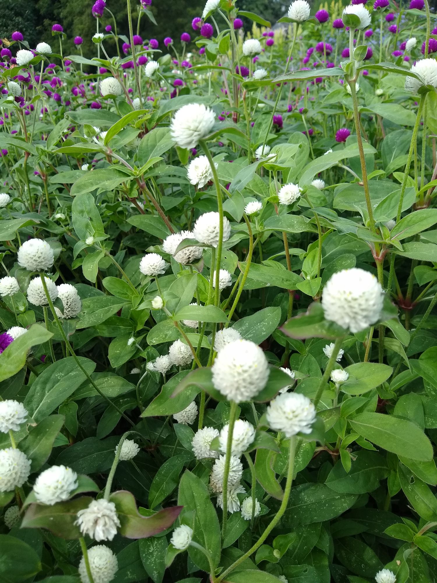 GOMPHRENA globosa QIS