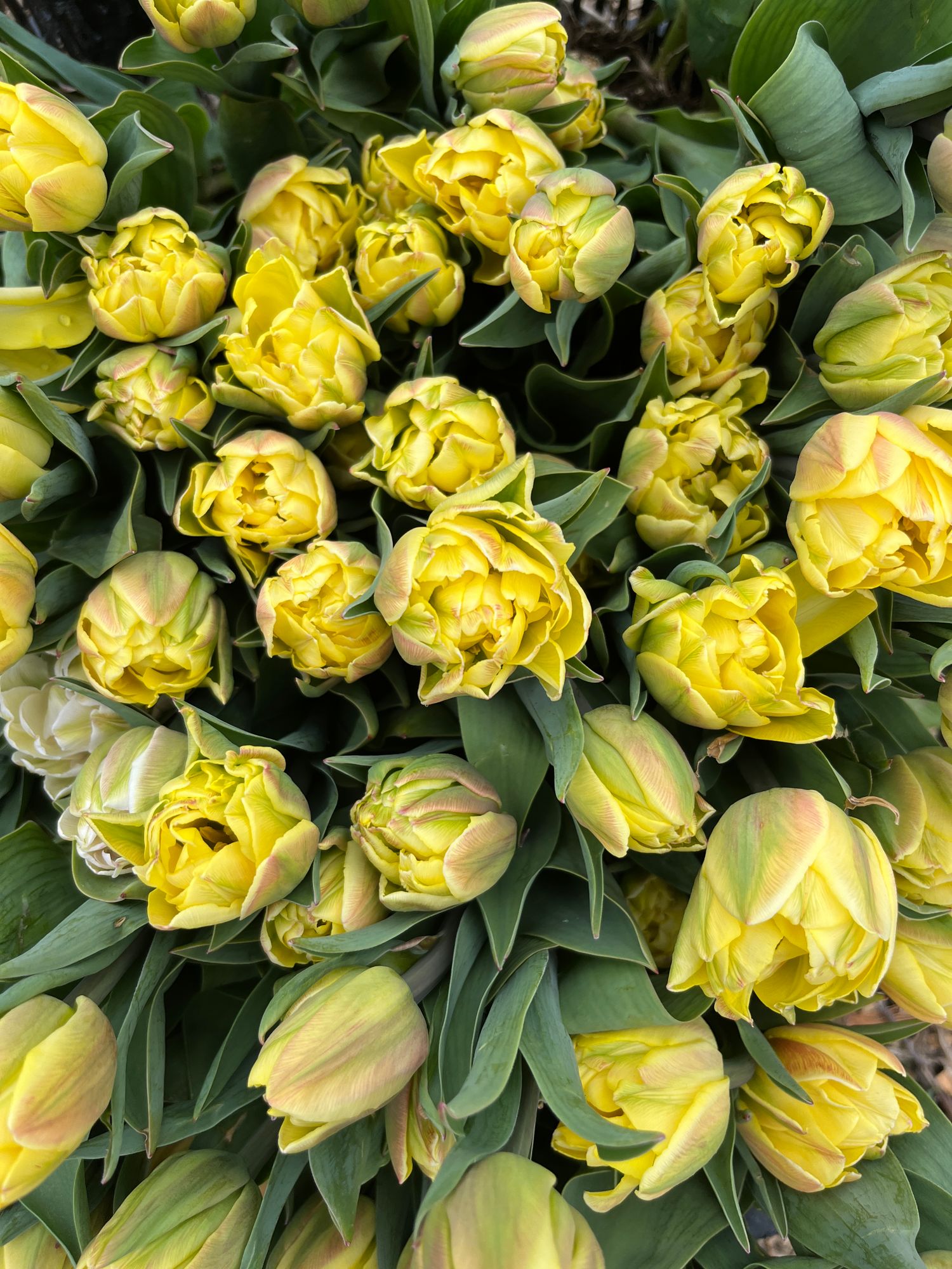 TULIPA Foxy Foxtrot