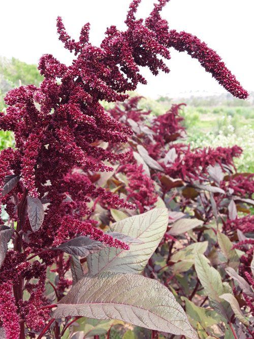 AMARANTHUS