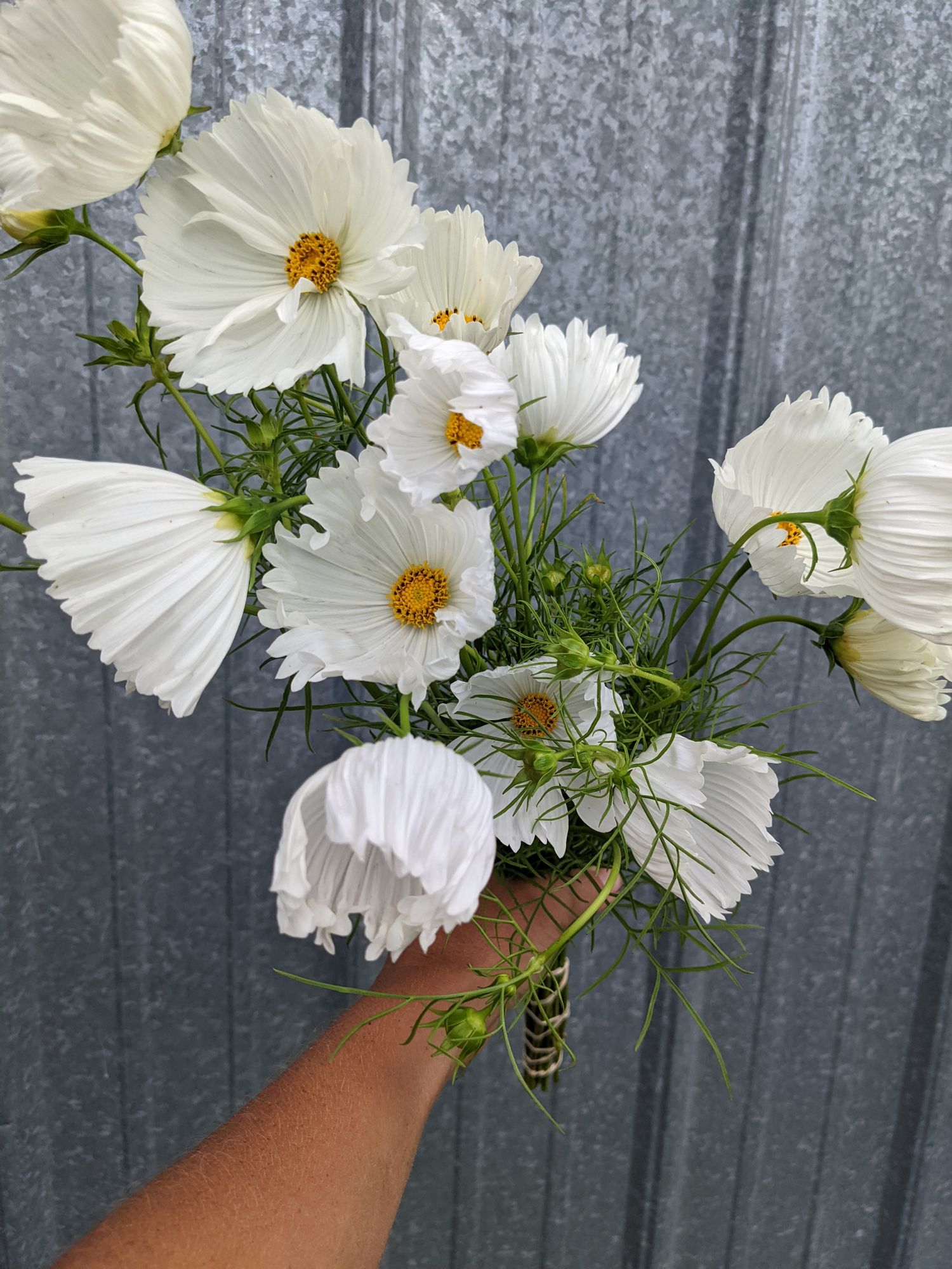 COSMOS bipinnatus Cupcakes