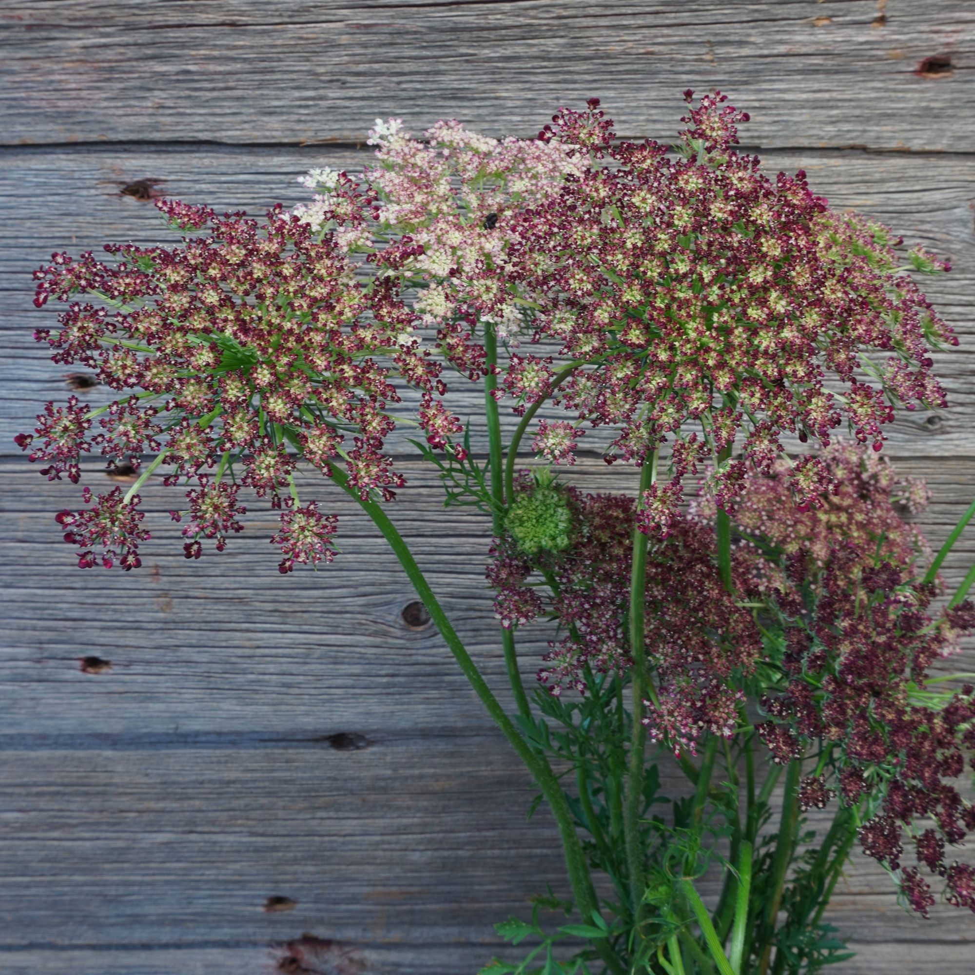 DAUCUS carota Dara