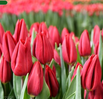 Tulip Bucket - Strong Love Tulips