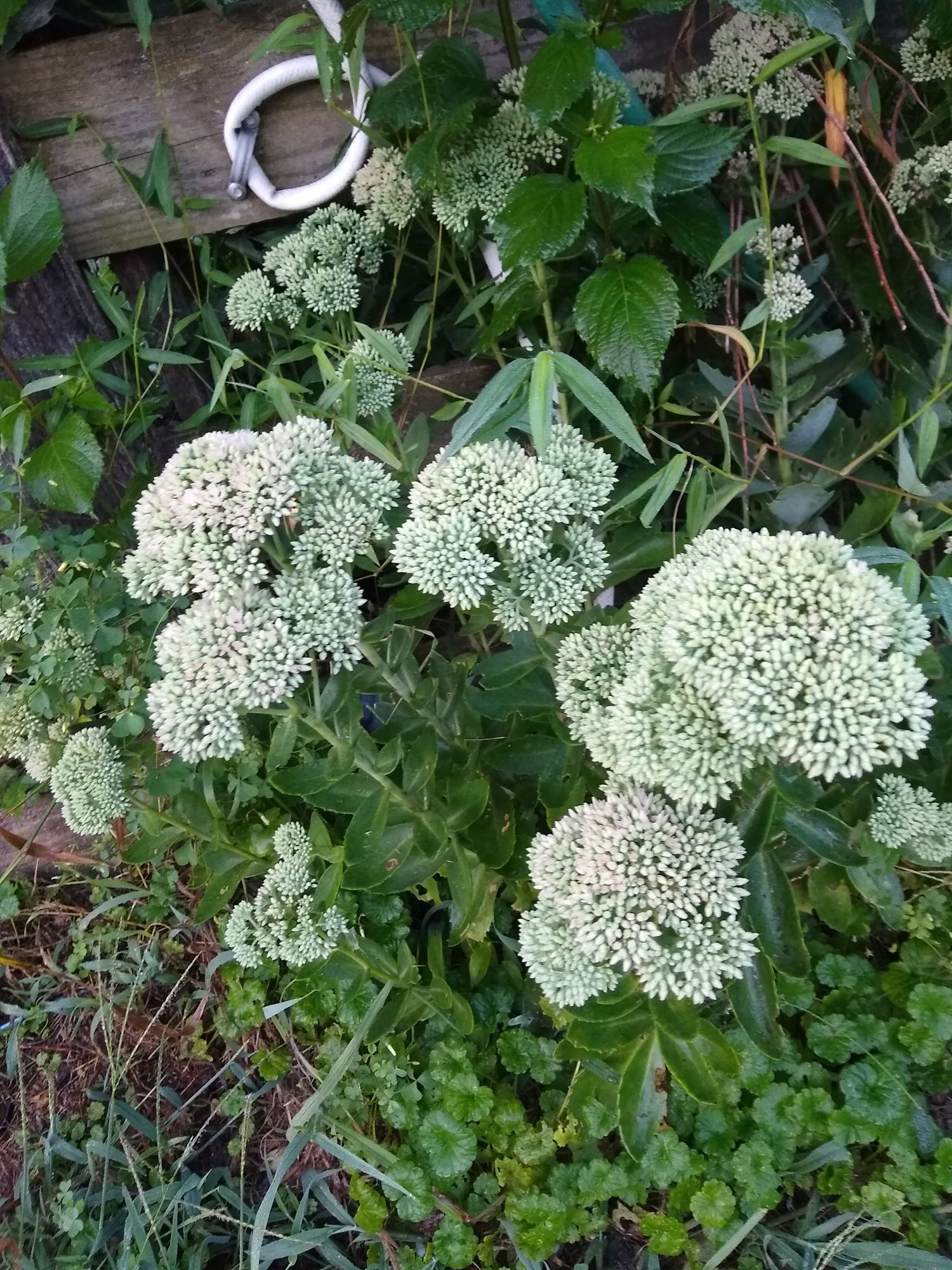 SEDUM