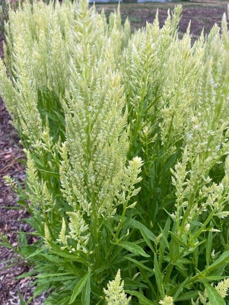 CELOSIA argentea var. plumosa Sylphid