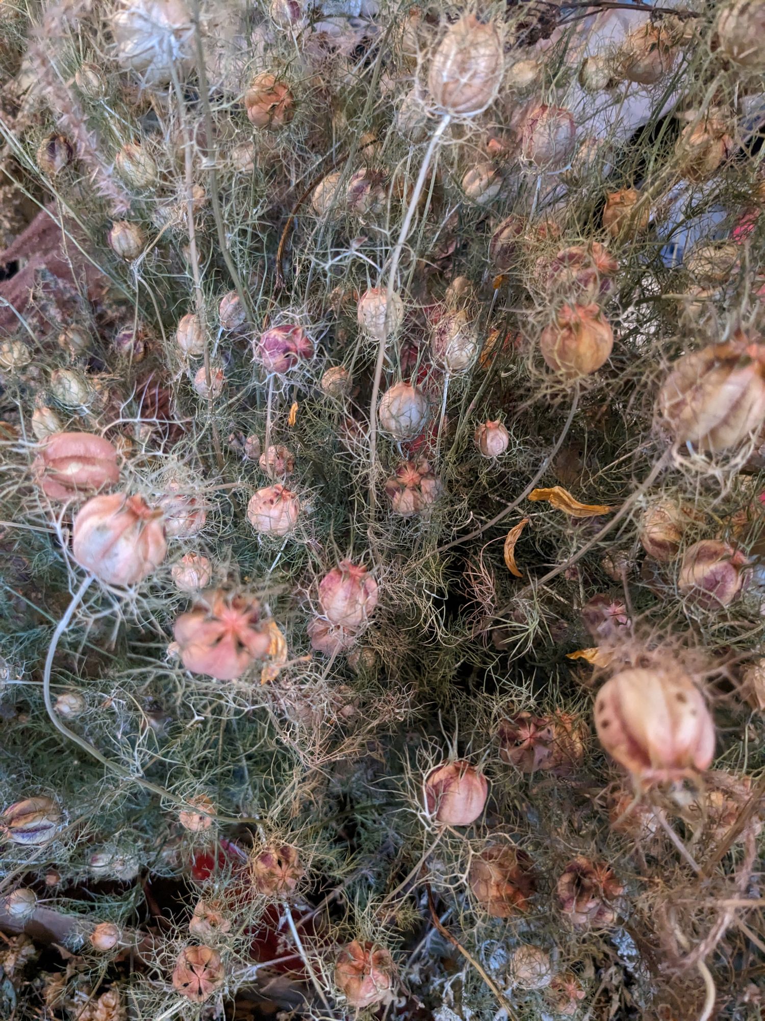 NIGELLA damascena Miss Jekyll