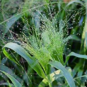 PANICUM elegans