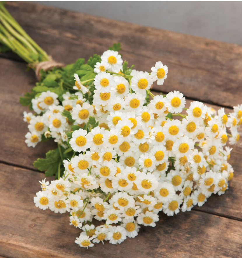 TANACETUM parthenium Magic Single