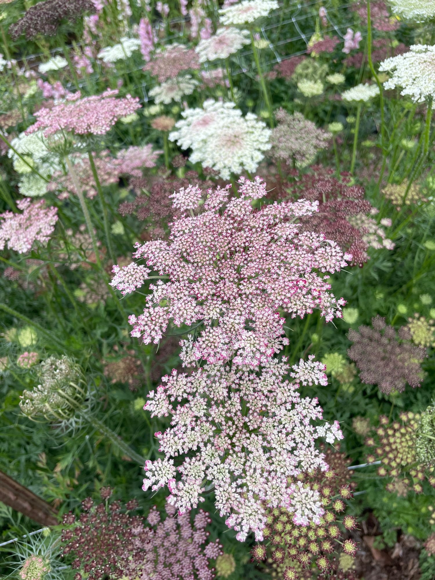 DAUCUS carota Dara