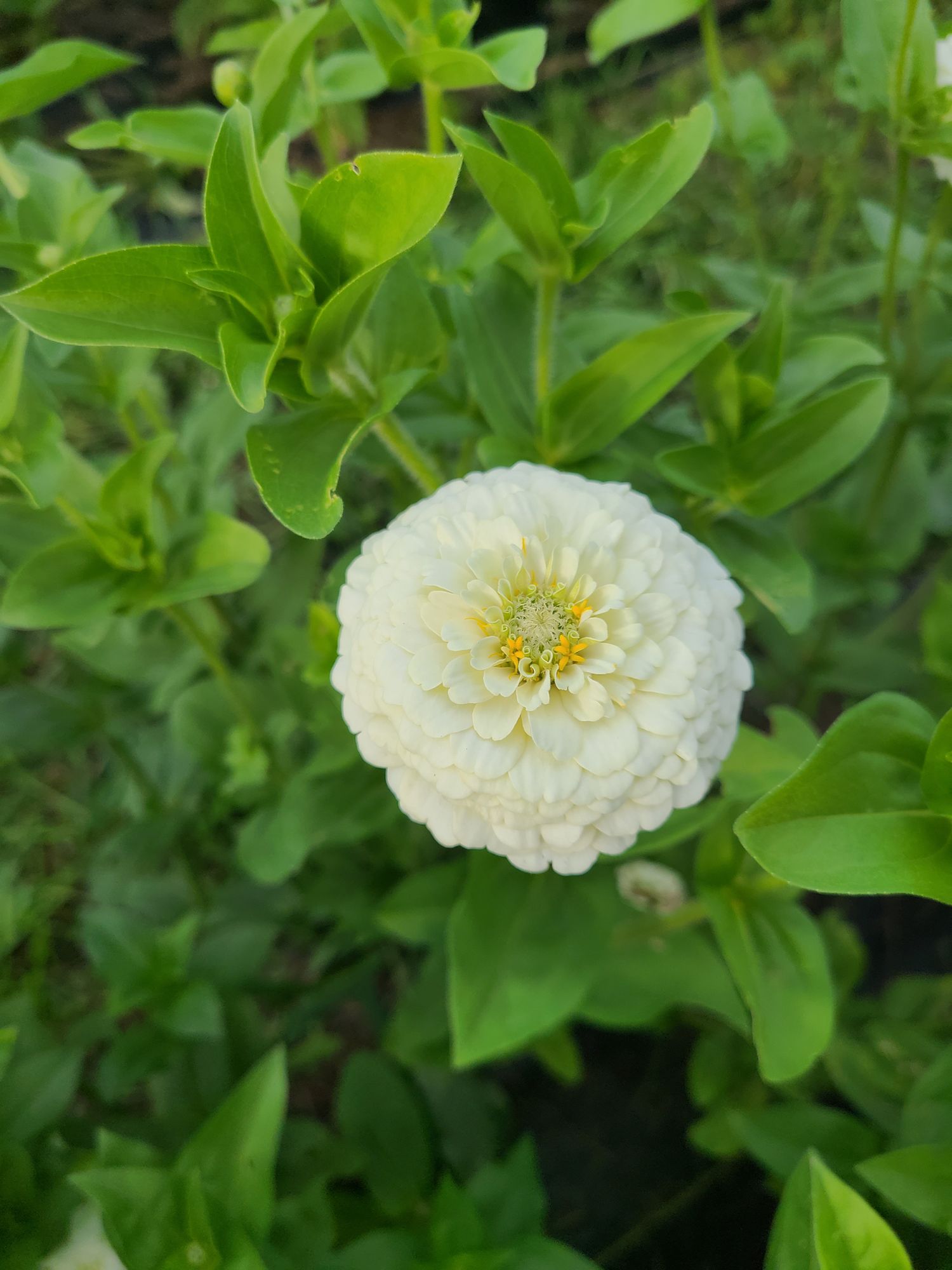 ZINNIA elegans Oklahoma Series