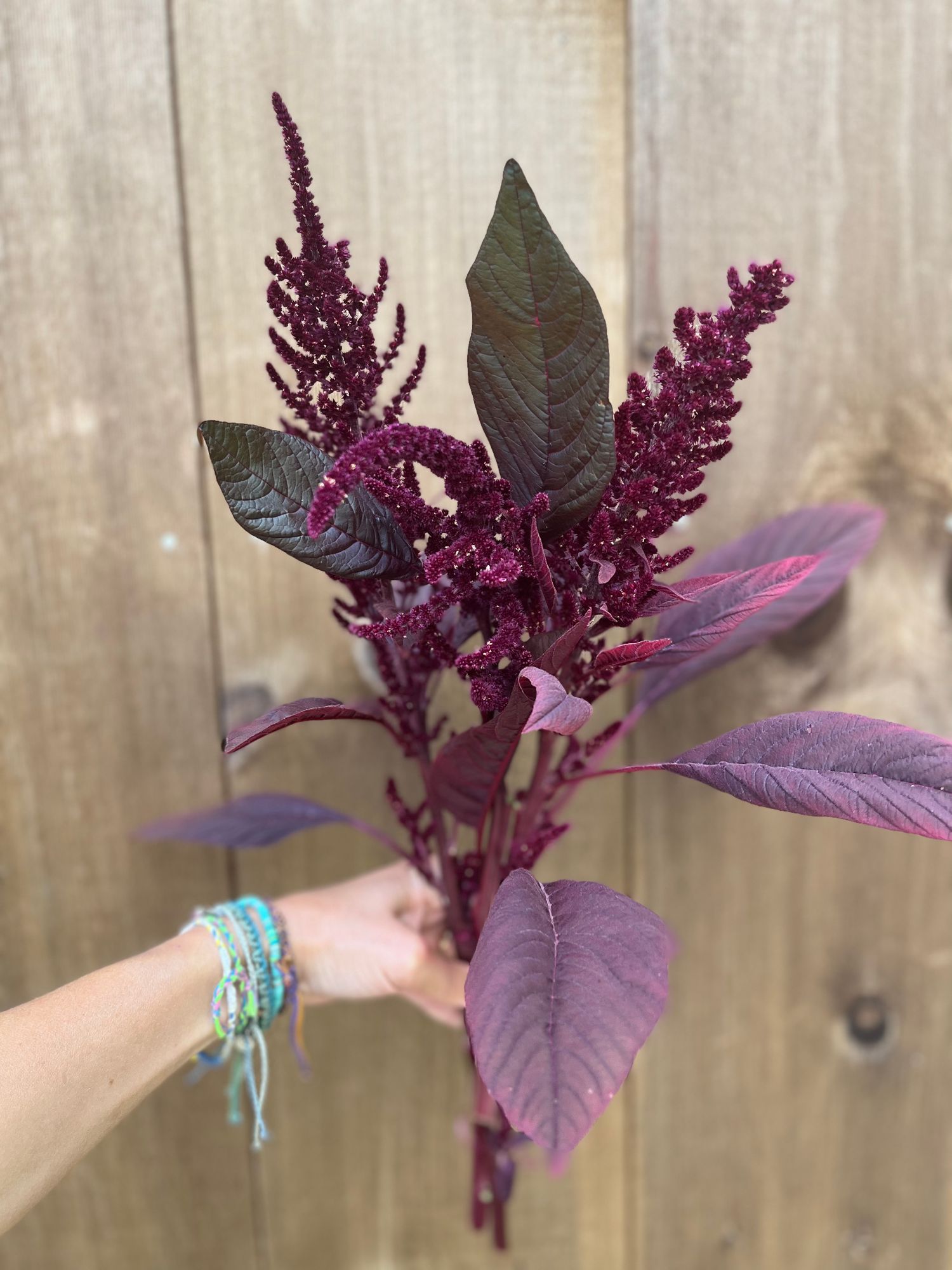 AMARANTHUS cruentus Red Spike