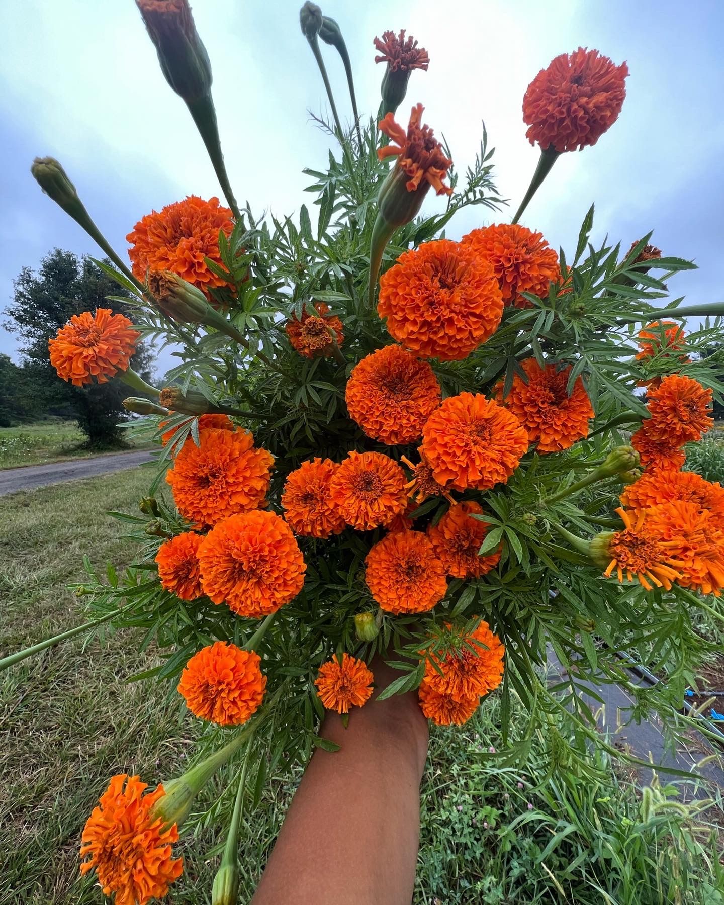 TAGETES erecta