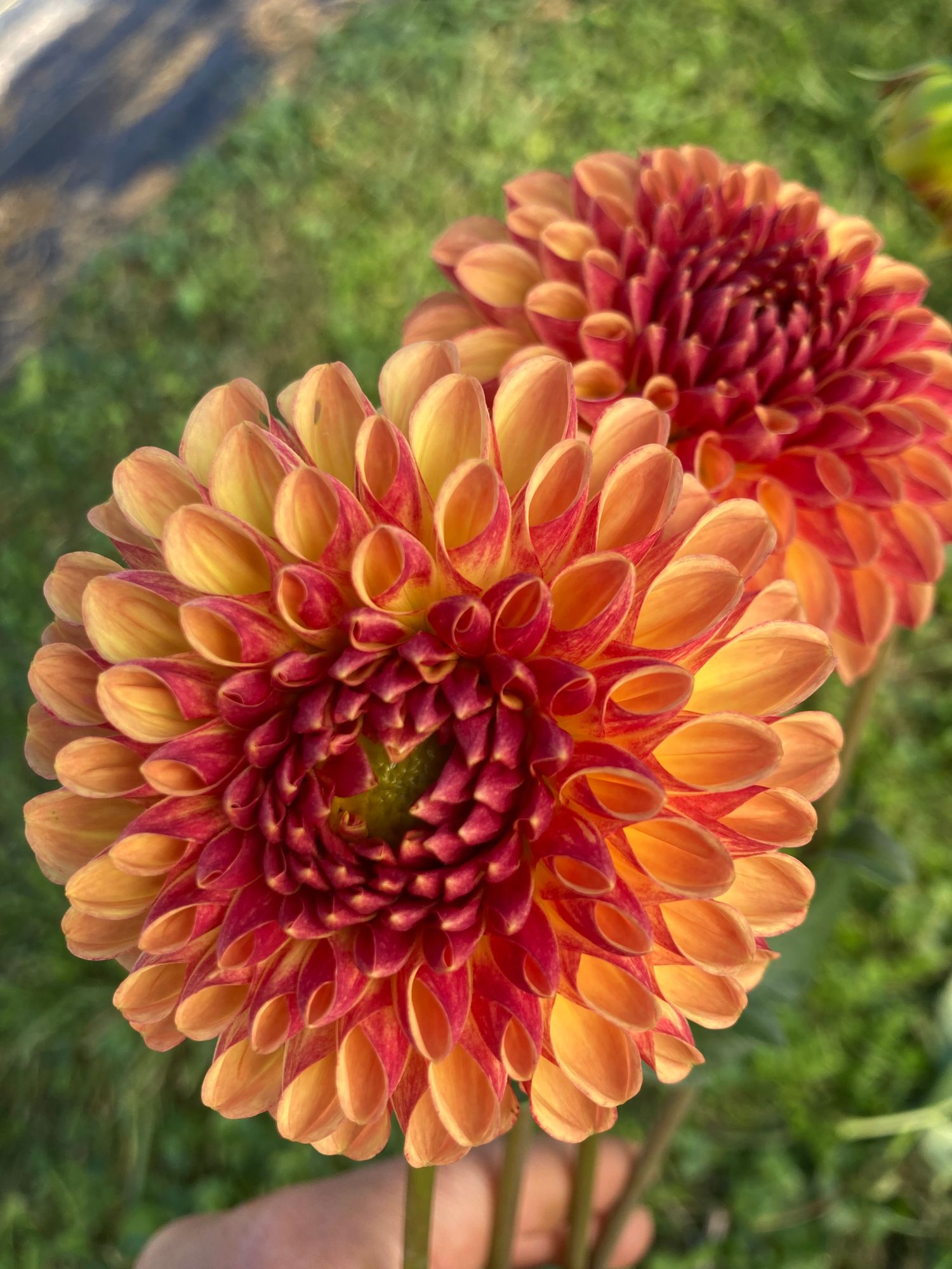 DAHLIA