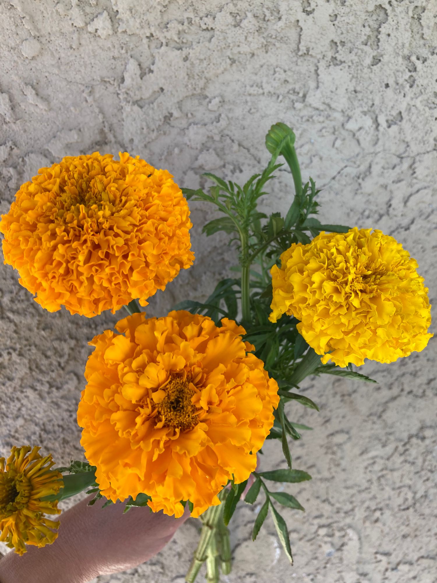 TAGETES erecta