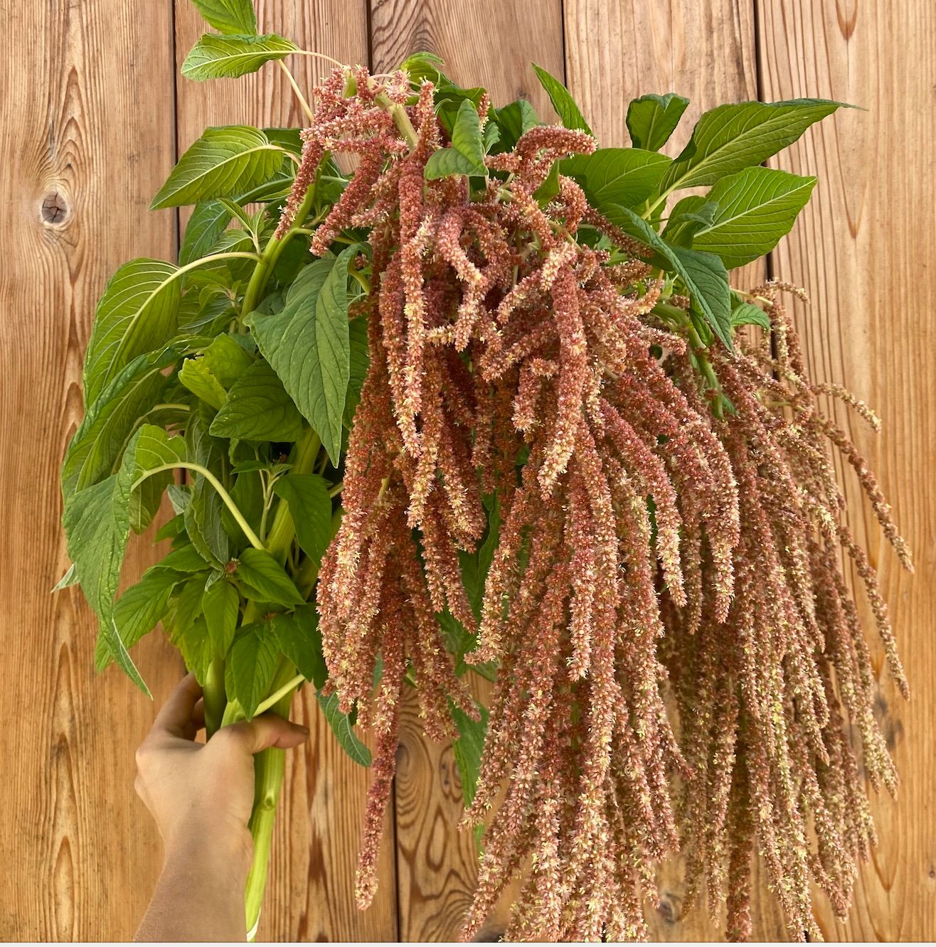AMARANTHUS caudatus Coral Fountains