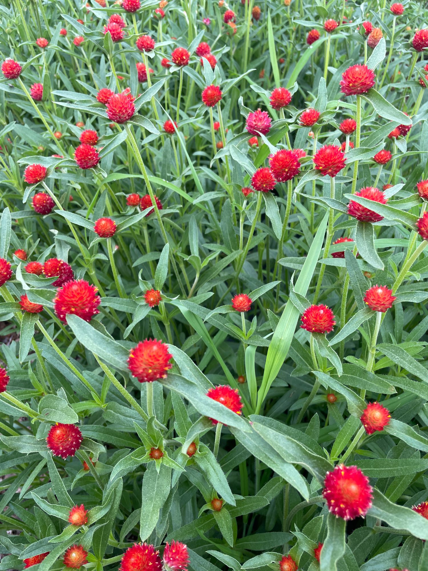GOMPHRENA haageana